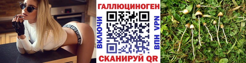 сколько стоит  Родники  Галлюциногенные грибы Psilocybine cubensis 